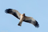 Booted Eagle - Dwergarend - Hieraaetus pennatus