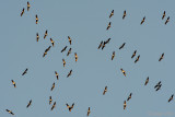 Black Stork - Zwarte Ooievaar - Ciconia nigra