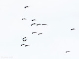 Black Stork - Zwarte Ooievaar - Ciconia nigra