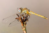 Red-veined darter - Zwervende heidelibel - Sympetrum fonscolombii