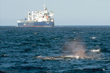 Sperm Whale - Potvis - Physeter macrocephalus