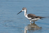 Black-winged Stilt - Steltkluut - Himantopus himantopus