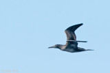 Northern Gannet - Jan-van-Gent - Morus bassanus