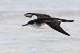 Manx Shearwater - Noordse Pijlstormvogel - Puffinus puffinus