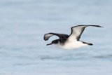 Manx Shearwater - Noordse Pijlstormvogel - Puffinus puffinus