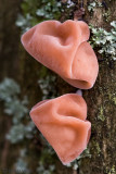 Judass Ear - Echt Judasoor - Auricularia auricula-judae