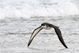 Manx Shearwater - Noordse Pijlstormvogel - Puffinus puffinus