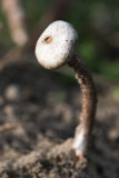 Ruwstelige Stuifbal - Tulostoma fimbriatum