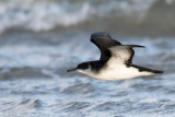 Manx Shearwater - Noordse Pijlstormvogel - Puffinus puffinus