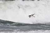 Manx Shearwater - Noordse Pijlstormvogel - Puffinus puffinus