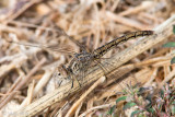 Southern Skimmer - Zuidelijke Oeverlibel - Orthetrum brunneum