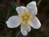 Burnet Rose - Duinroos - Rosa pimpinellifolia