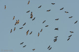 Black Stork - Zwarte Ooievaar - Ciconia nigra