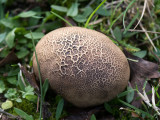 Common Earthball - Gele Aardappelbovist - Scleroderma citrinum