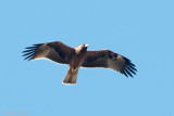 Booted Eagle - Dwergarend - Hieraaetus pennatus