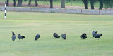 Northern Bald Ibis - Heremietibis - Geronticus eremita