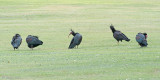 Northern Bald Ibis - Heremietibis - Geronticus eremita