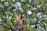 Dog Lichen - Groot Leermos - Peltigera canina