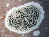 Lecanoraceae - Gewoon Purperschaaltje - Lecidella elaeochroma