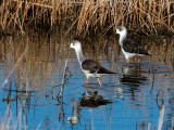 Black-winged Stilt - Steltkluut - Himantopus himantopus