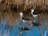 Black-winged Stilt - Steltkluut - Himantopus himantopus