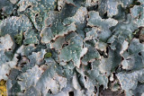 Hammered Shield Lichen - Gewoon Schildmos - Parmelia sulcata