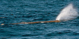 Sperm Whale - Potvis - Physeter macrocephalus