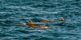 Common Bottlenose Dolphin - Tuimelaar - Tursiops truncatus