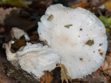 Porcelain fungus - Porseleinzwam - Oudemansiella mucida