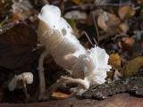 Porcelain fungus - Porseleinzwam - Oudemansiella mucida