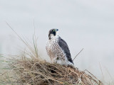 Peregrine - Slechtvalk - Falco peregrinus