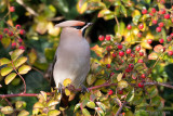 Bohemian Waxwing - Pestvogel - Bombycilla garrulus