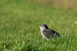 Eurasian Sparrowhawk - Sperwer - Accipiter nisus