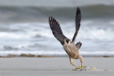 Peregrine - Slechtvalk - Falco peregrinus