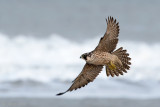 Peregrine - Slechtvalk - Falco peregrinus