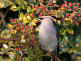 Bohemian Waxwing - Pestvogel - Bombycilla garrulusoo