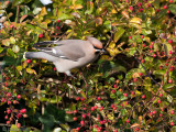 Bohemian Waxwing - Pestvogel - Bombycilla garrulus