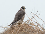 Peregrine - Slechtvalk - Falco peregrinus