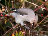 Bohemian Waxwing - Pestvogel - Bombycilla garrulus