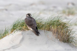 Peregrine - Slechtvalk - Falco peregrinus