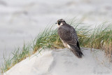 Peregrine - Slechtvalk - Falco peregrinus