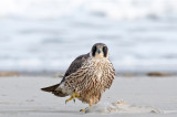 Peregrine - Slechtvalk - Falco peregrinus