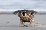 Peregrine - Slechtvalk - Falco peregrinus