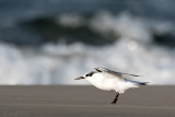 Sandwich Tern - Grote Stern - Thalasseus sandvicensis