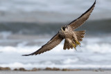 Peregrine - Slechtvalk - Falco peregrinus