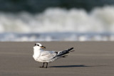 Sandwich Tern - Grote Stern - Thalasseus sandvicensis