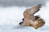 Peregrine - Slechtvalk - Falco peregrinus