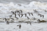 Sanderling - Drieteenstrandloper - Calidris alba