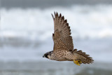 Peregrine - Slechtvalk - Falco peregrinus