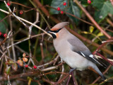 Bohemian Waxwing - Pestvogel - Bombycilla garrulus